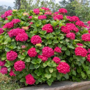 hortensia Royal Red punaste õitega hortensia põõsas