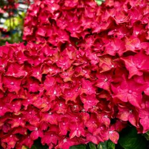 hortensia Royal Red