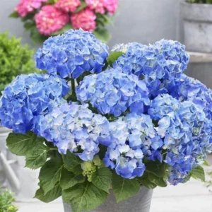 hortensia potitaim messalina 5l potis hortensia