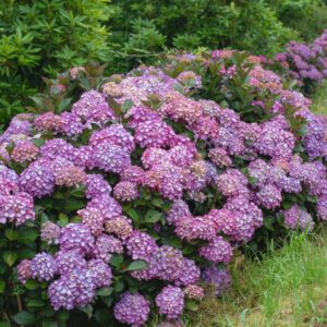 hydrangea paniculata diamond rouge