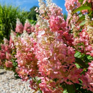 hydrangea paniculata pinky winky hortensia