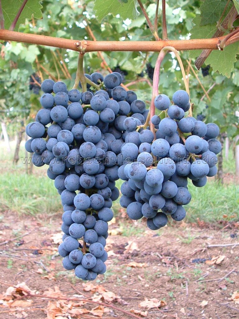 külmakindlad viinamarjad