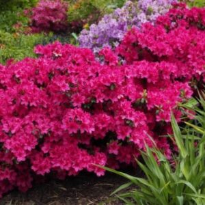 jaapani asalea Georg Arends roosade õitega ilupõõsas