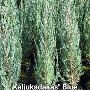 kaljukadakas Blue Arrow 70-80 cm 3L potis