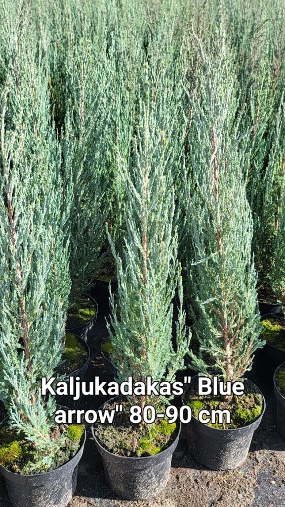kaljukadakas Blue Arrow 70-80 cm 3L potis