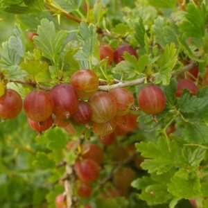 karusmari hinnonmäki rot potitaim istik