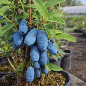 Kuslapuu Wojtek Lonicera caerulea sinised marjad taimel