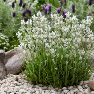 Lavendel Arctic Snow valgete õitega lavendel aias