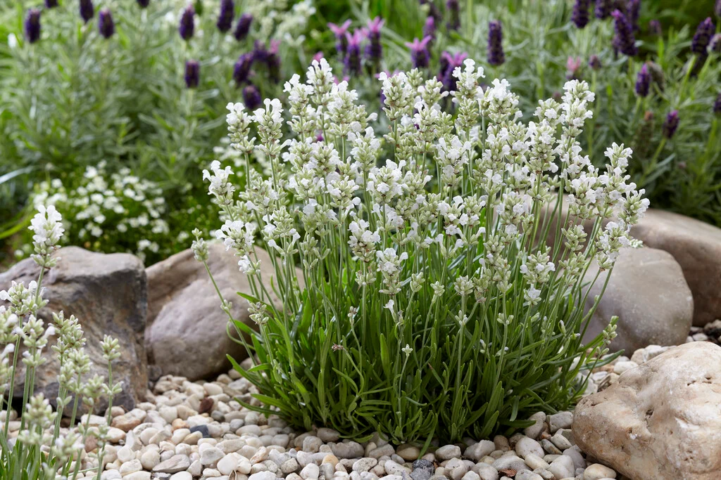 Lavendel Arctic Snow valgete õitega lavendel aias