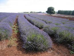 Lavendel Grosso pikkade õisikutega lavendlipõõsas