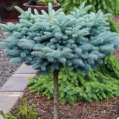 poogitud kuusk montgomery 12l potis picea pungens montgomery
