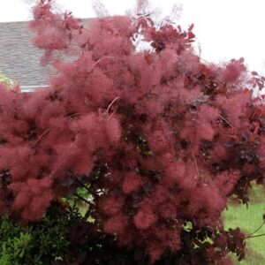 Parukapuu Royal Purple tumedate lehtede ja roosakate õisikutega põõsas