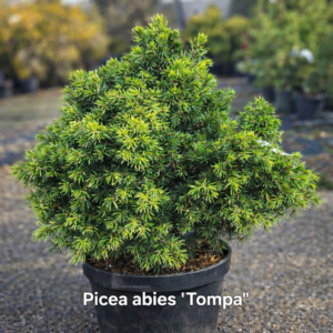 Picea abies Tompa kääbus harilik kuusk potis