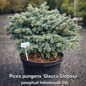 Picea pungens Glauca Globosa poogitud hõbekuusk 25L potis