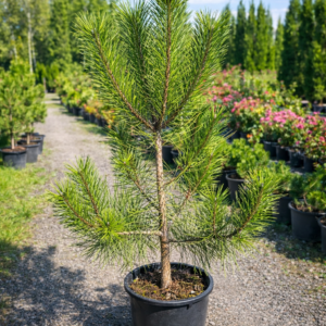 pinus nigra must mand 1m taim 7l potis aiandis