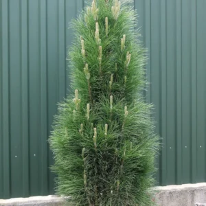 pinus-nigra-zimmer-must-mand