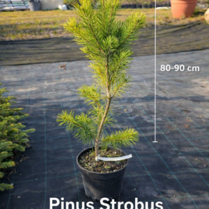 pinus-strobus-poogitud-valge-mand-80-90cm.jpg