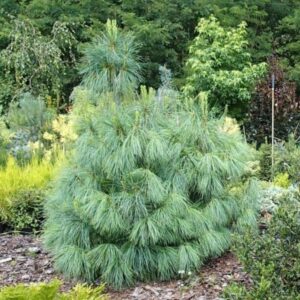 Pisarmänd Pinus wallichiana aias