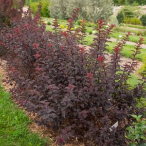 põisenelas Diabolo tumepunase lehestikuga põõsas