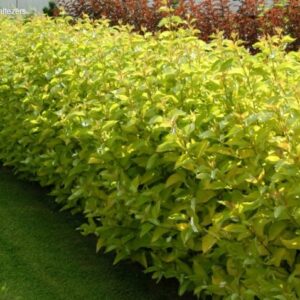 põisenelas Luteus kuldkollase lehestikuga põõsas