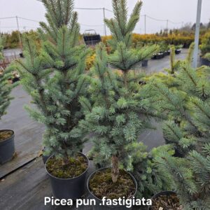 Poogitud hõbekuusk Fastigiata (Picea pungens) kitsas vorm potis – sobib väiksemasse aeda