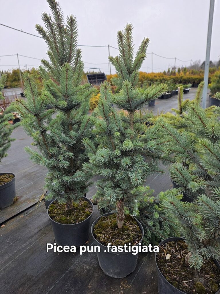 Poogitud hõbekuusk Fastigiata (Picea pungens) kitsas vorm potis – sobib väiksemasse aeda