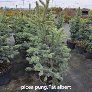 Poogitud hõbekuusk Fat Albert (Picea pungens) potis – sinakas kuusk müügiks Eestis