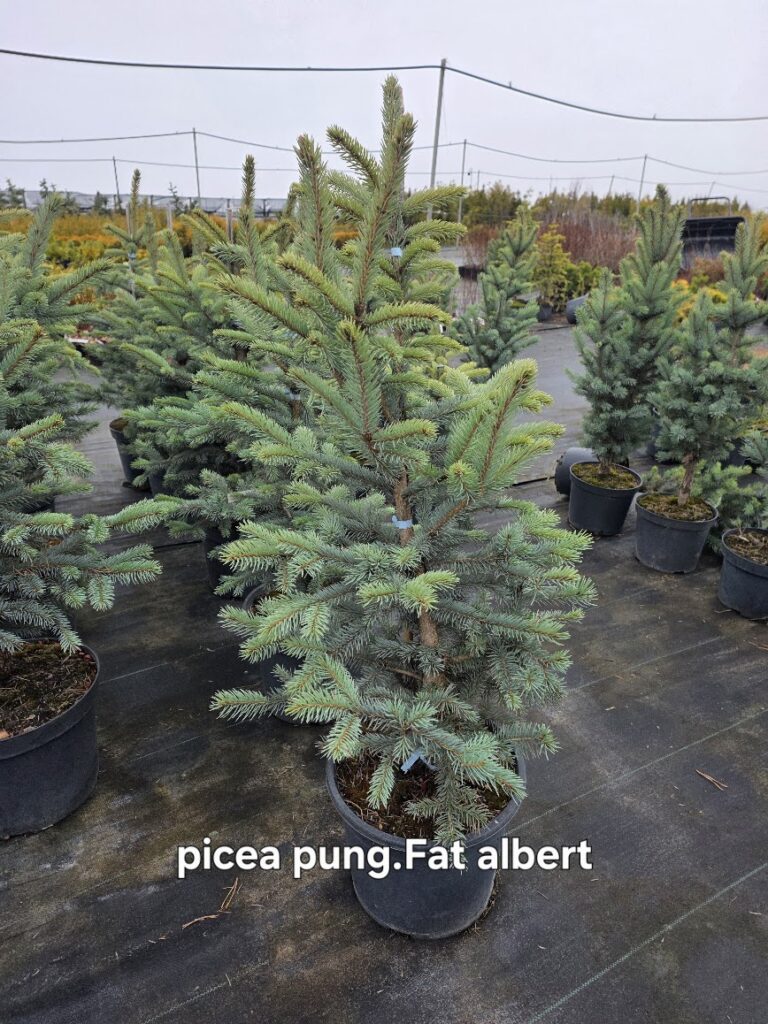 Poogitud hõbekuusk Fat Albert (Picea pungens) potis – sinakas kuusk müügiks Eestis