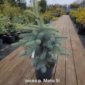 Poogitud hõbekuusk Hoto (Picea pungens) sinakashall kompaktne okaspuu potis