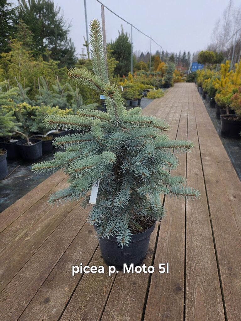 Poogitud hõbekuusk Hoto (Picea pungens) sinakashall kompaktne okaspuu potis