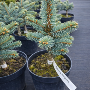 Poogitud hõbekuusk Montgomery (Picea pungens) kompaktne sinikuusk poti