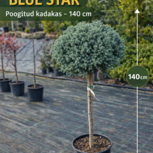 juniperus-squamata-blue-star-poogitud-kadakas-140cm