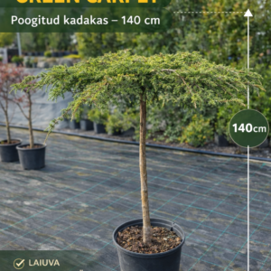 poogitud kadakas green carpet 140cm