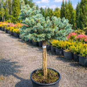 poogitud kuusk montgomery 12l potis picea pungens montgomery