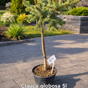 poogitud-kuusk-picea-glauca-globosa-120cm.jpg