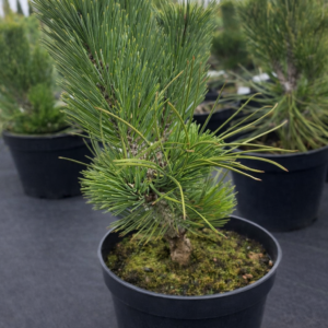 Poogitud mänd Malinki (