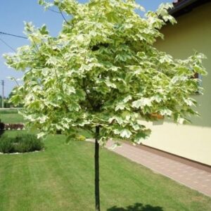 poogitud vaher Drummondii