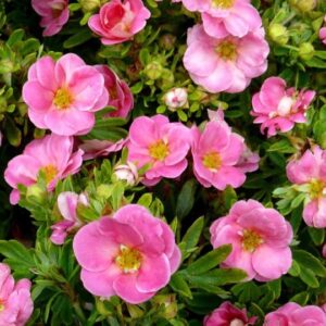 Potentilla Pink Paradise roosade õitega põõsasmaran