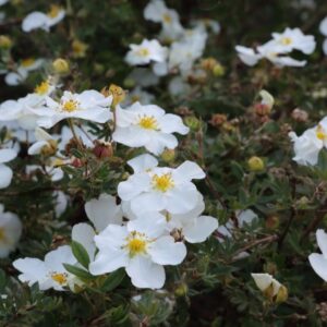 potentilla-white-lady-poosasmaran.jpg