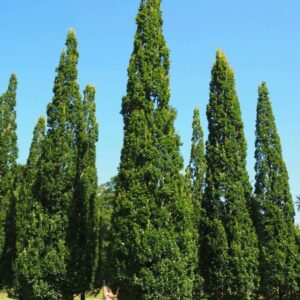 Quercus robur Fastigiata poogitud sammas tamm