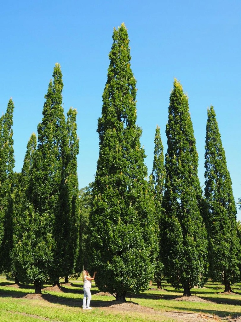 Quercus robur Fastigiata poogitud sammas tamm