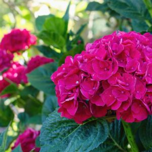 hortensia Red Bull punaste õitega suureõieline hortensia