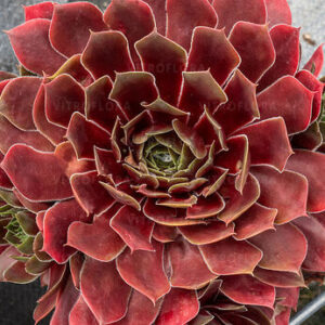 Sempervivum BigSam Red Mellow kukehari rosetitaim