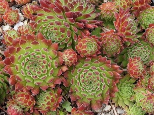 Sempervivum Reinhard kukehari rosetitaim