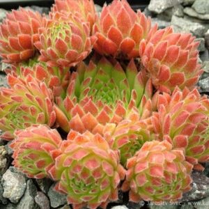 Sempervivum ‘Reinhard’ – kukehari