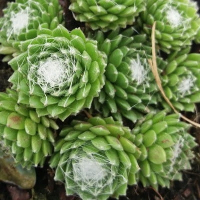 Sempervivum Sirius kukehari rosetitaim