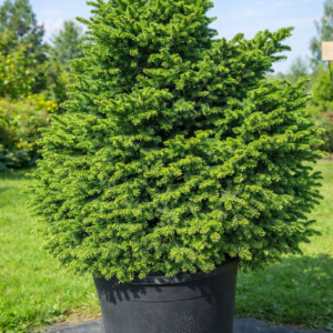 Serbia kuusk Nana 90-100 cm 50L potis