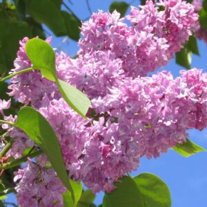 sirel nadezhda helelillade õitega põõsas aias