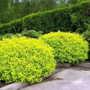 Spiraea Golden Princess kuldse lehestikuga jaapani enelas