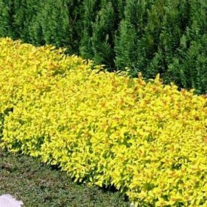 Spiraea japonica Goldmound õitsev jaapani enelas.jpg